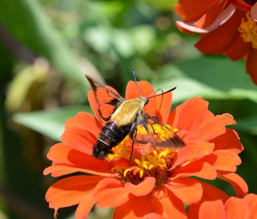 Pollinization from a Hummingbird Moth | Shutterbug